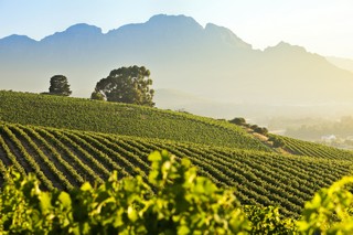 Sudafrica Stellenbosch Vineyards 320